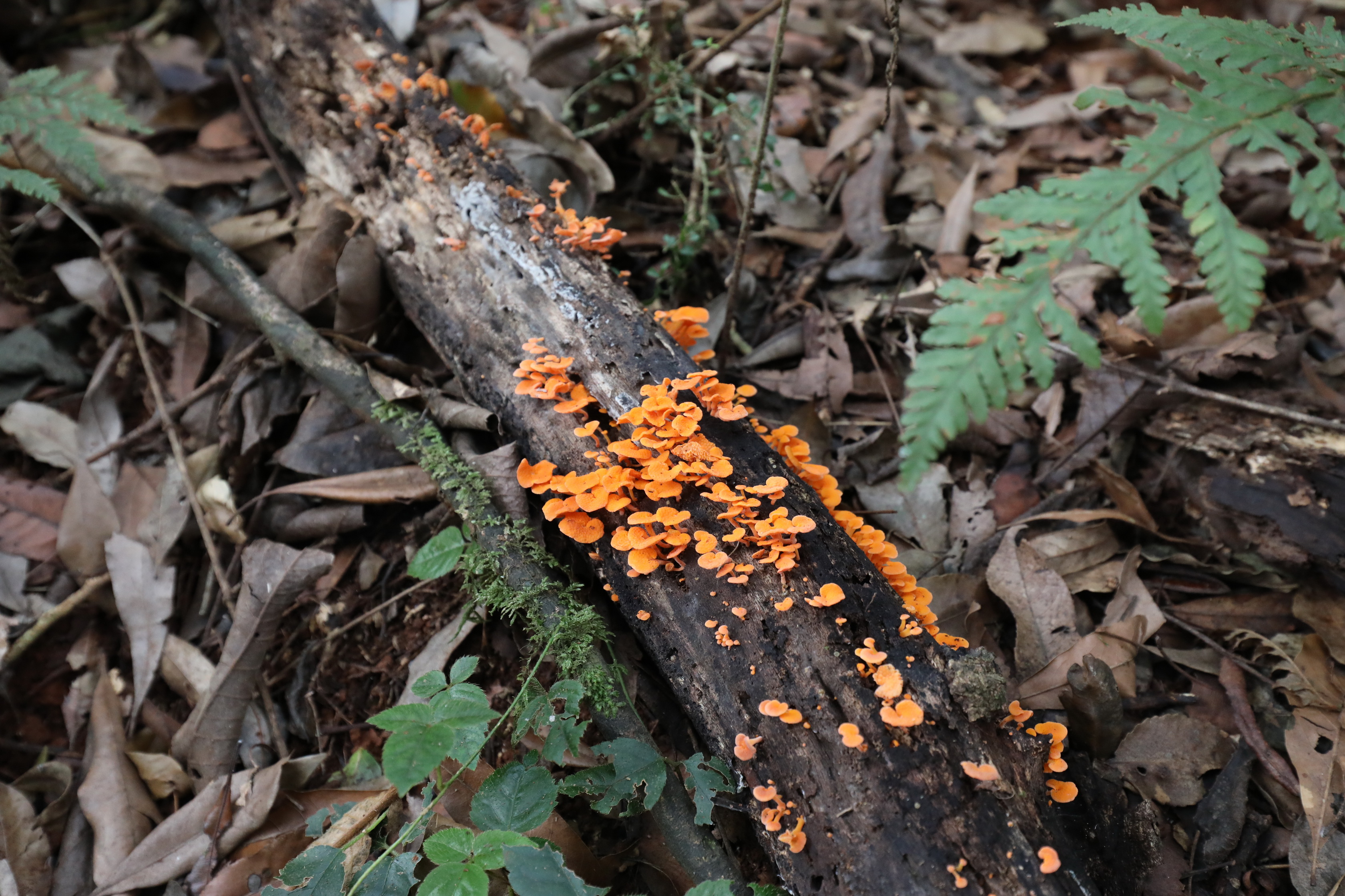 2020 01 14 16 58 40 Canon EOS 5D Mark IV 0027